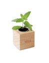 MENTA
