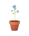 FORGET ME NOT
