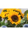 GIRASOL