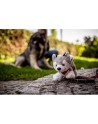 Pluszowy pies husky | Trooper