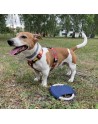 Frisbee dla psa RINGO