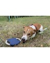 Frisbee dla psa RINGO