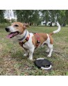 Frisbee dla psa RINGO